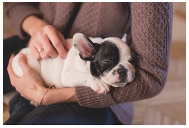 What to Expect Your First 48 Hours With a New Puppy