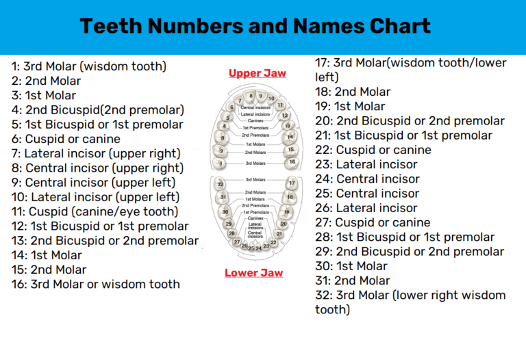 Teeth Numbers and Names Chart